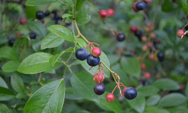 Bountiful blueberries: Local, family-owned Bagwell Blueberry Farm a summer treat