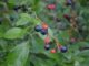 Bountiful blueberries: Local, family-owned Bagwell Blueberry Farm a summer treat