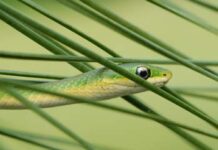 Summertime snake sightings