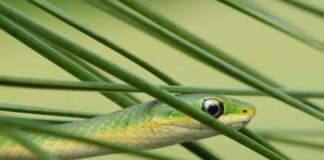 Summertime snake sightings