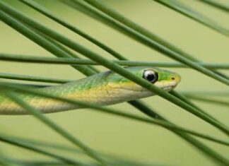 Summertime snake sightings