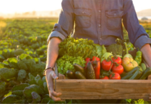 Wallace State’s Small Farmer Training program offering online agriculture/horticulture classes this fall