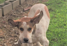 Pet of the Week: Meet your new best Buddy!