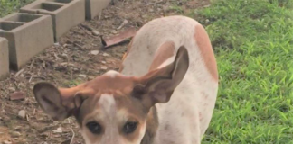 Pet of the Week: Meet your new best Buddy!