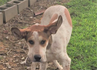 Pet of the Week: Meet your new best Buddy!