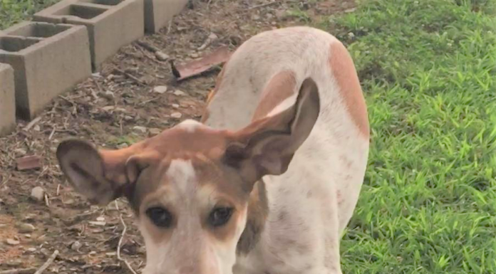 Pet of the Week: Meet your new best Buddy!