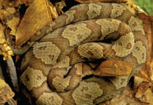 Naturally Alabama: Danger follows the buzz of summer