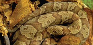 Naturally Alabama: Danger follows the buzz of summer