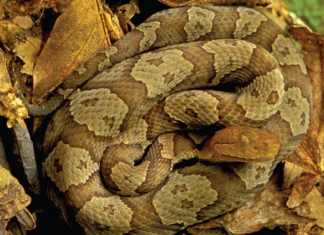 Naturally Alabama: Danger follows the buzz of summer