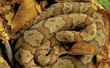 Naturally Alabama: Danger follows the buzz of summer