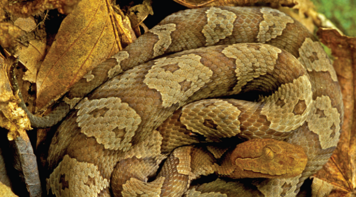 Naturally Alabama: Danger follows the buzz of summer