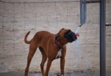 Summer heat safety for dogs