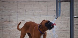 Summer heat safety for dogs