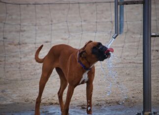 Summer heat safety for dogs