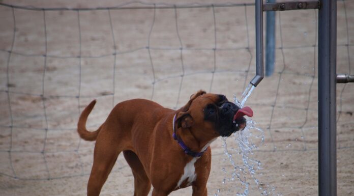 Summer heat safety for dogs