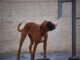 Summer heat safety for dogs