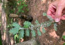 Naturally Alabama: Imported danger to our native hemlocks