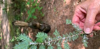 Naturally Alabama: Imported danger to our native hemlocks