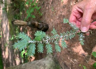 Naturally Alabama: Imported danger to our native hemlocks