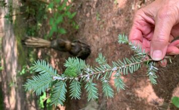 Naturally Alabama: Imported danger to our native hemlocks
