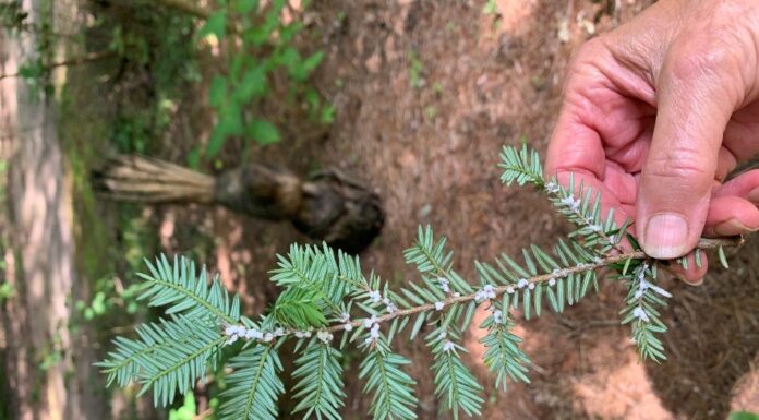 Naturally Alabama: Imported danger to our native hemlocks