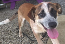 Pet of the Week: Help Ollie find his forever home!