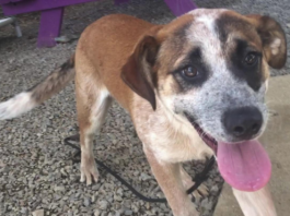 Pet of the Week: Help Ollie find his forever home!