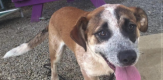 Pet of the Week: Help Ollie find his forever home!