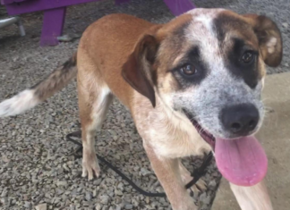 Pet of the Week: Help Ollie find his forever home!