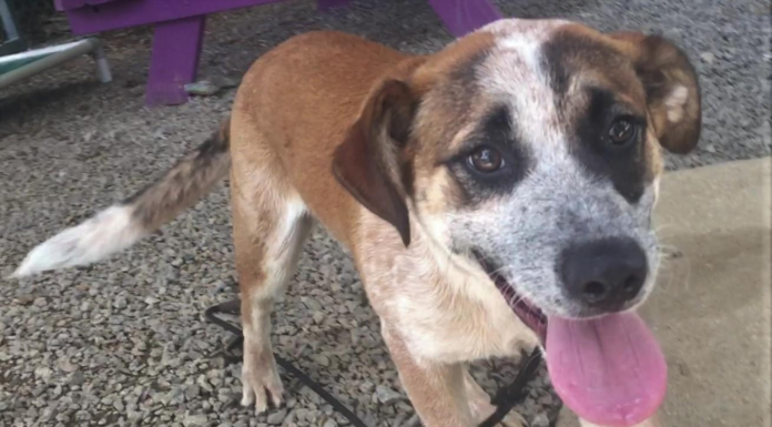 Pet of the Week: Help Ollie find his forever home!