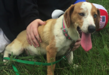 Pet of the Week: Mable is looking for her forever home