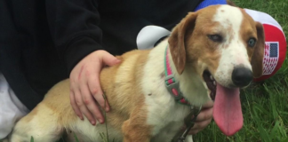 Pet of the Week: Mable is looking for her forever home