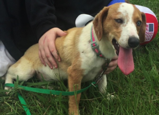 Pet of the Week: Mable is looking for her forever home