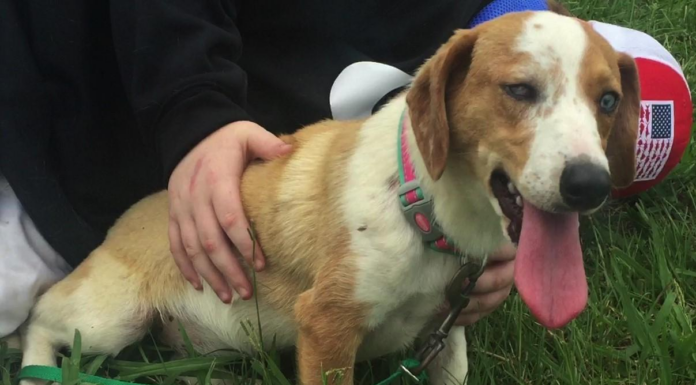 Pet of the Week: Mable is looking for her forever home