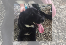 Pet of the Week: Help Ellie find her forever home