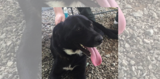 Pet of the Week: Help Ellie find her forever home