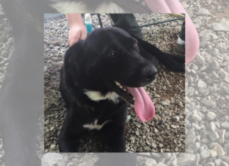 Pet of the Week: Help Ellie find her forever home