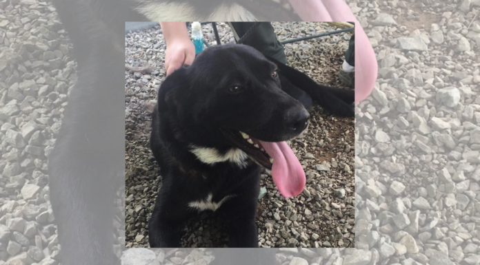 Pet of the Week: Help Ellie find her forever home