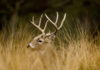 Hunting season dates announced for 2020-2021
