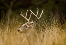 Hunting season dates announced for 2020-2021