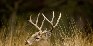 Hunting season dates announced for 2020-2021