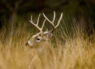 Hunting season dates announced for 2020-2021