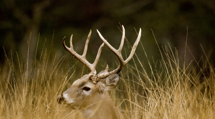 Hunting season dates announced for 2020-2021