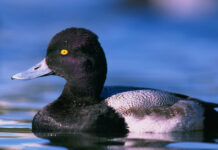 Scaup limit reduced to 1; Sandhill crane registration opens soon
