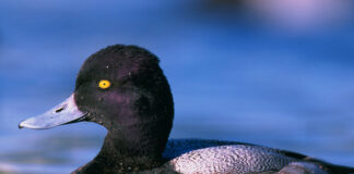 Scaup limit reduced to 1; Sandhill crane registration opens soon