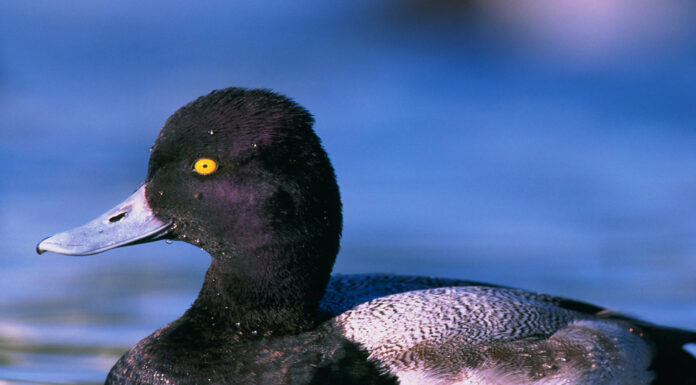 Scaup limit reduced to 1; Sandhill crane registration opens soon