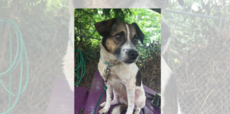 (Bonus) Pet of the Week: Meet your new best Bud!