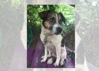 (Bonus) Pet of the Week: Meet your new best Bud!