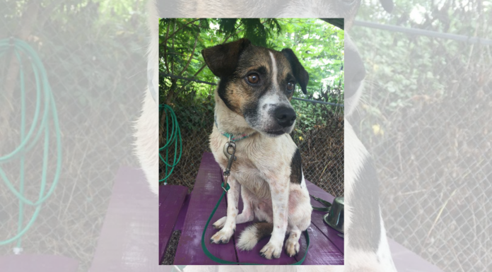 (Bonus) Pet of the Week: Meet your new best Bud!