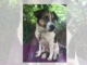 (Bonus) Pet of the Week: Meet your new best Bud!